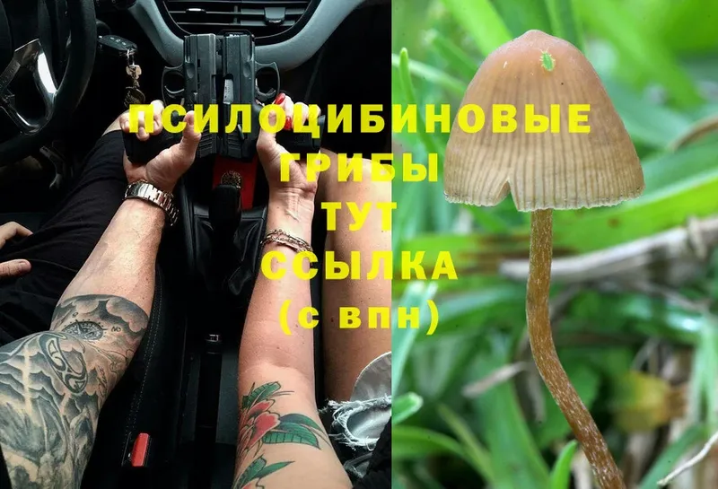 MEGA ССЫЛКА  где продают   Рязань  Псилоцибиновые грибы Magic Shrooms 